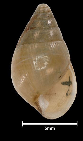 Media type: image;   Malacology 39818 Aspect: apertural